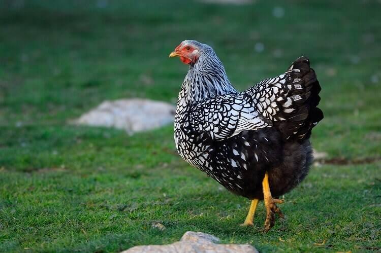 Slepičky Wyandotky zdrobnělé na vajíčka i na okrasu