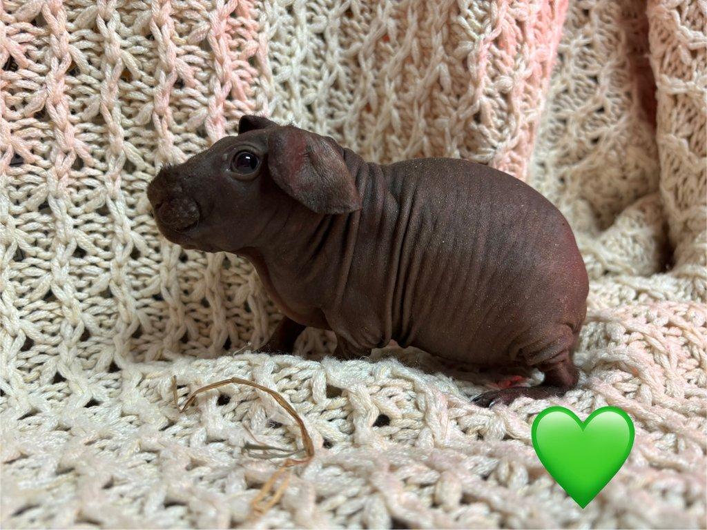 Skinny morčátka, samečci s PP