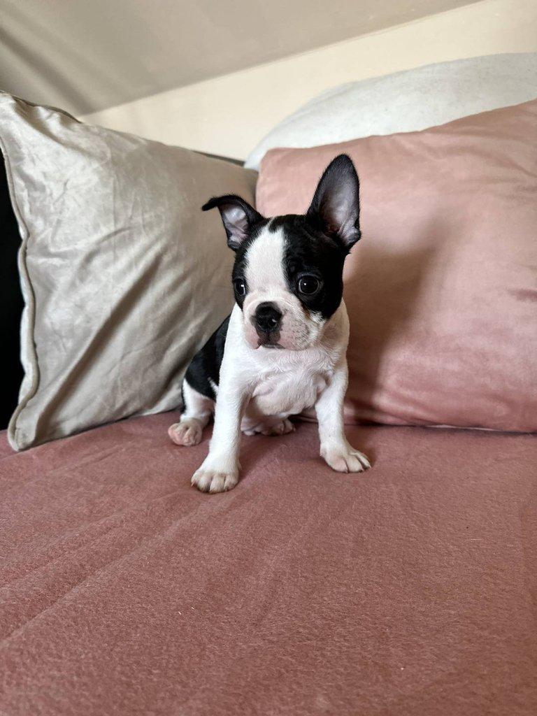 Bostonský teriér s PP FCI