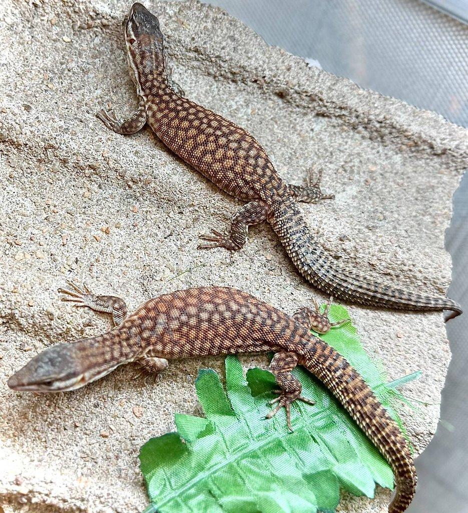 Živá exotika~F18-F20