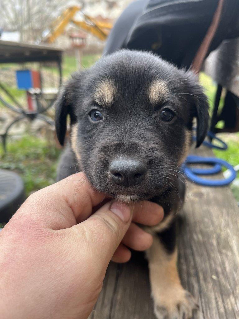 Prodám štěňátka