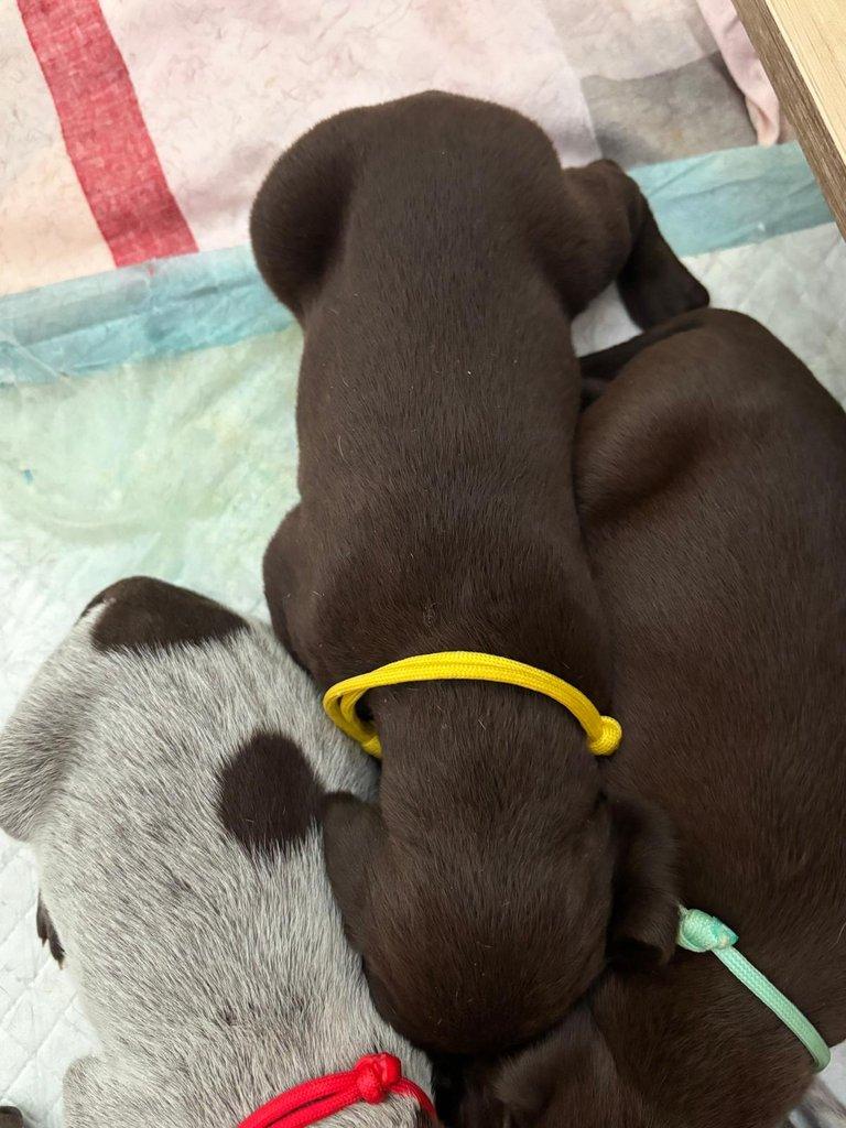 Německý krátkosrstý ohař - štěňata s PP