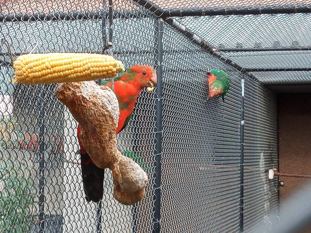 Papoušek královský