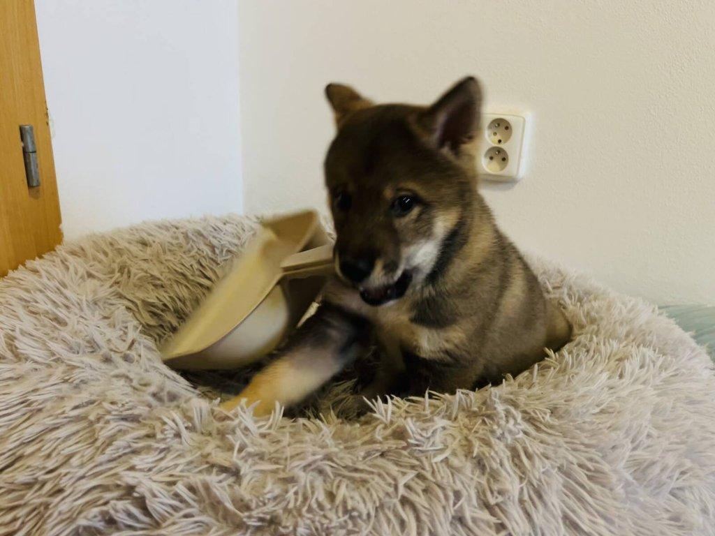 Shikoku štěňátko hledá milující domov