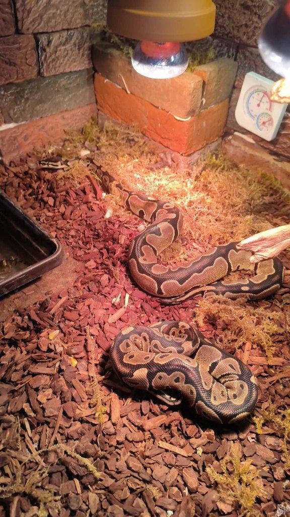 Prodám pár krajt královských