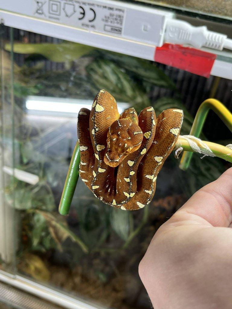 Morelia viridis Cyclop