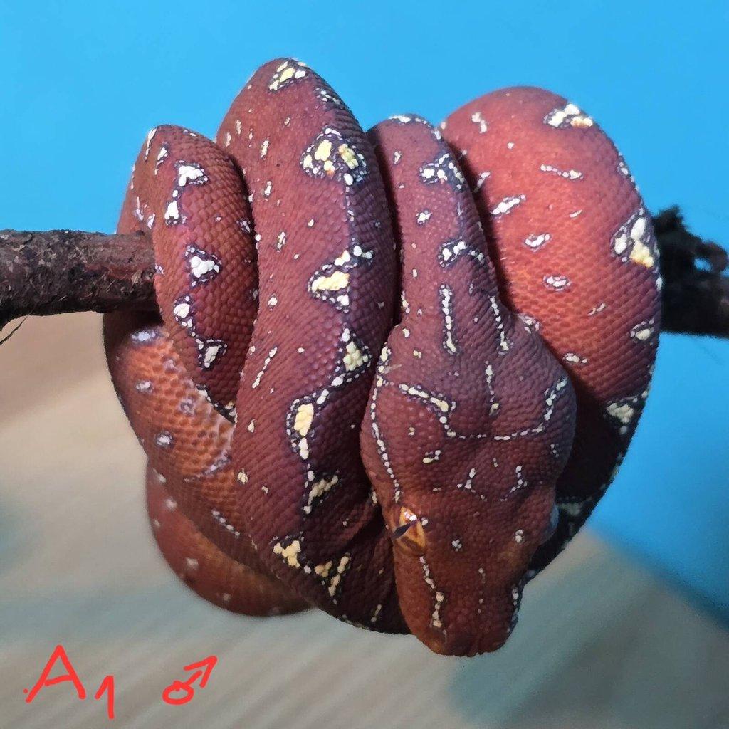 Morelia azurea pulcher (viridis)