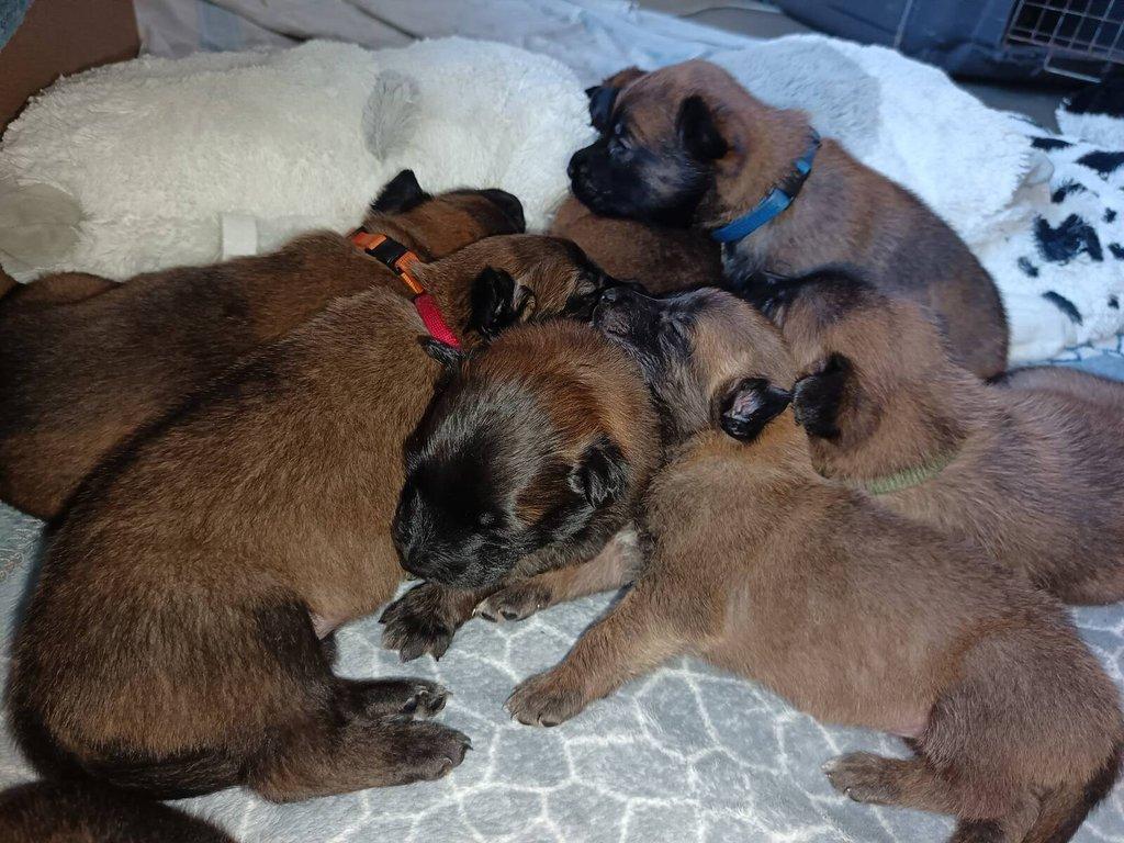 Nabízím štěňátka belgického ovčáka malinois