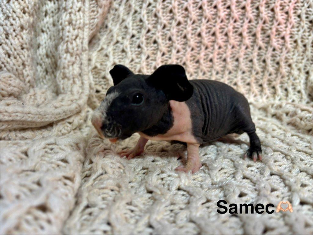 Skinny morčátka, samečci s PP