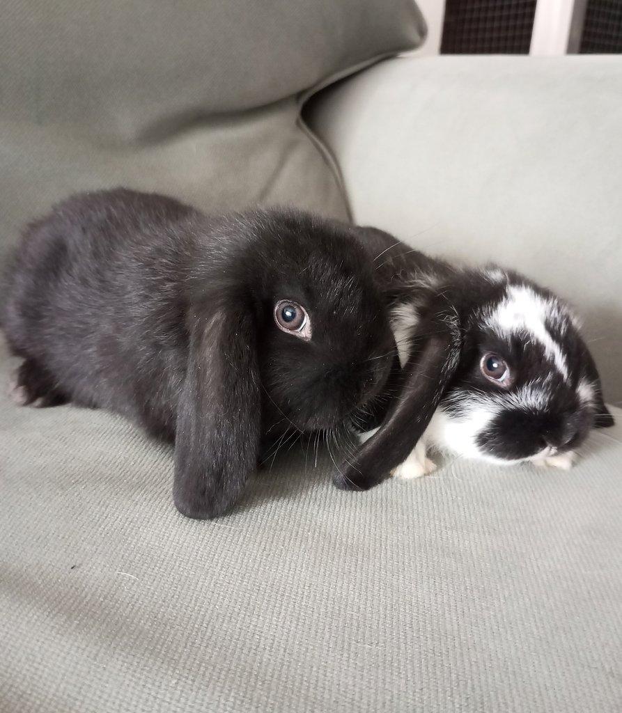 Zakrslý beránek králíček