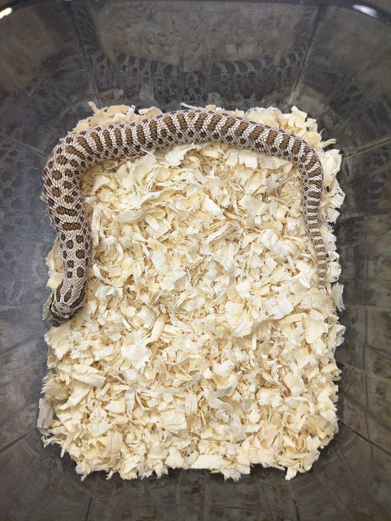 Heterodon nosatý NZ25