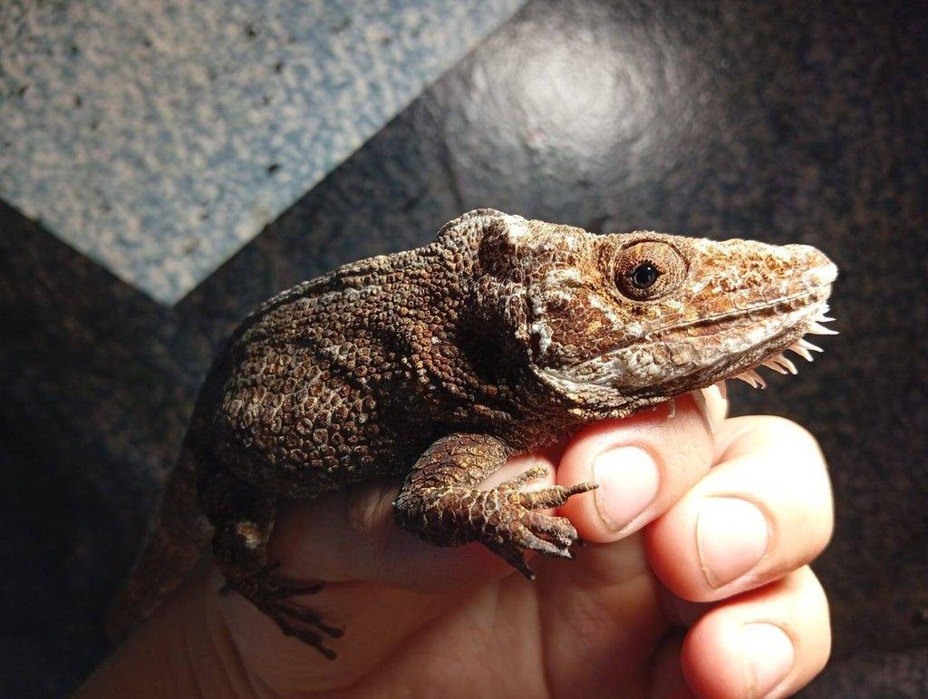 prodám samce Anolise Barbatus