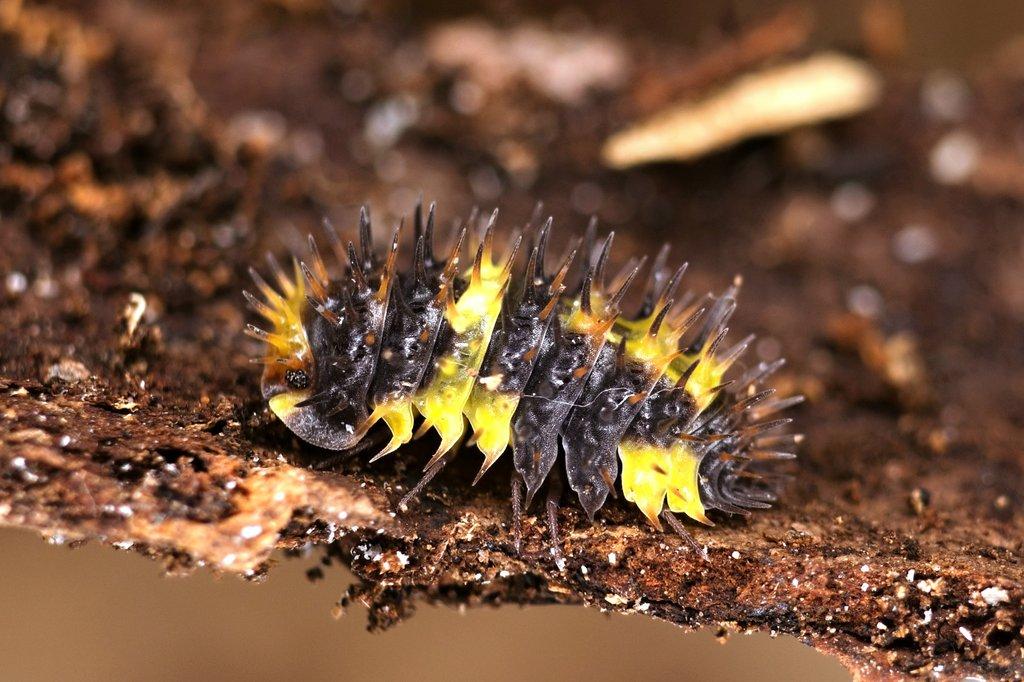 Isopody aktualizace 30.3.