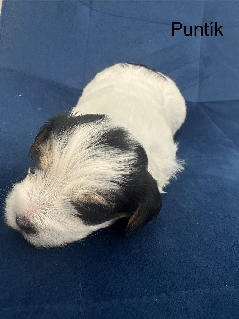 Nabízím k rezervaci štěňátka biewer teriér bez PP