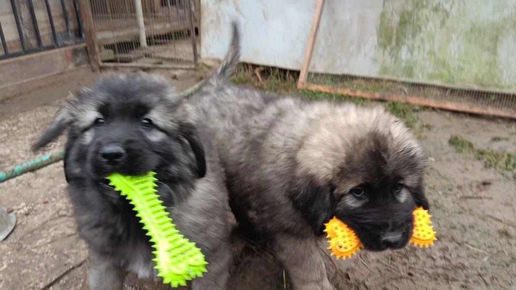 Šarplaninský pastevecký pes - štěňata s PP