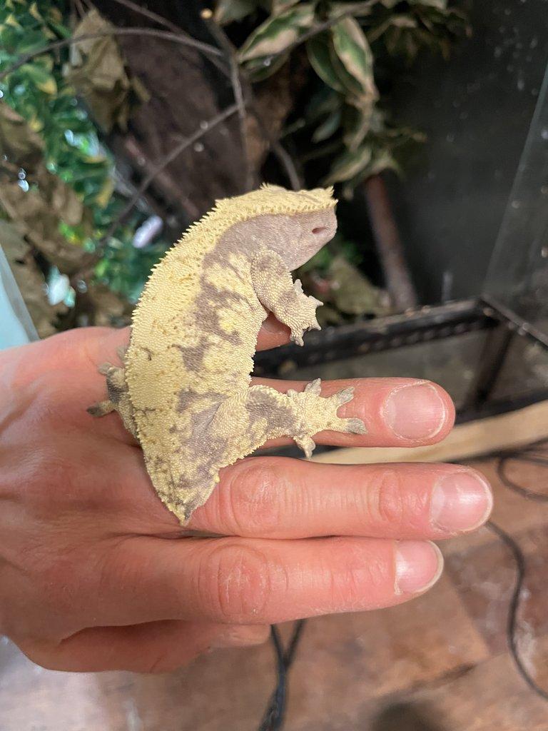 0,2 Rhacodactylus ciliatus