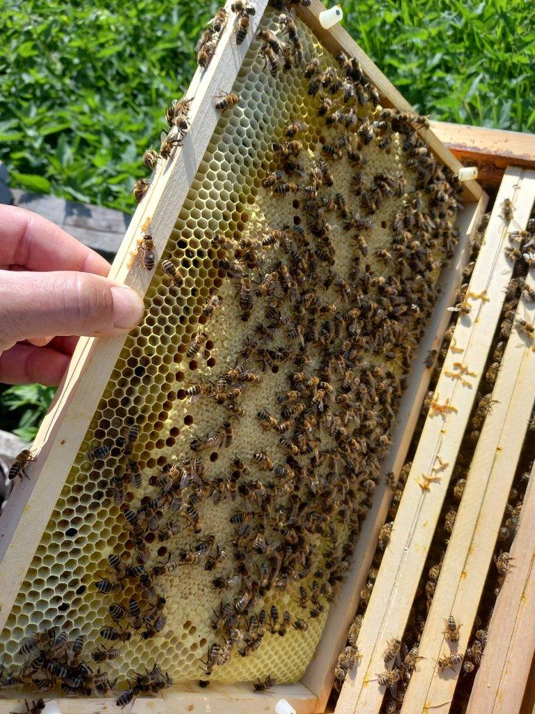 Včelí oddělky 39x24, vyzimovaná včelstva