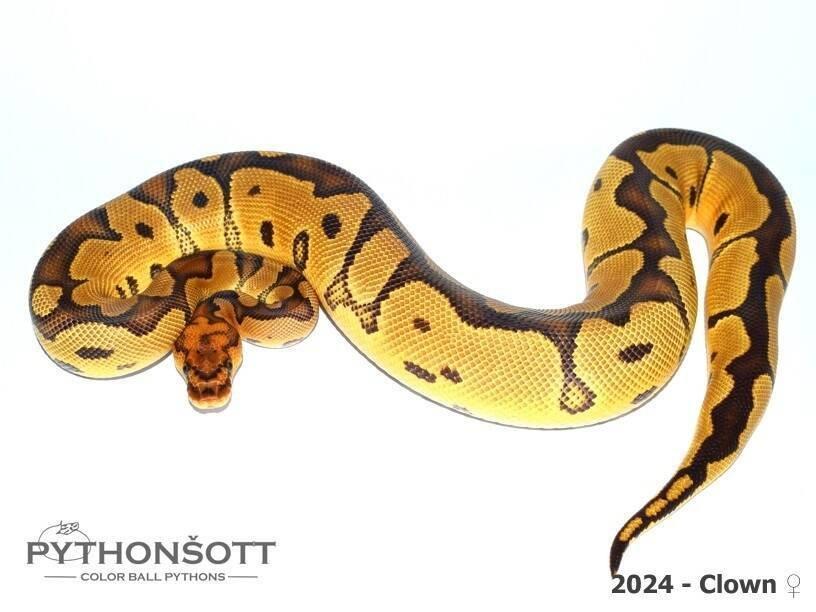 !!! UPRAVENÉ CENY !!! Krajta královská - mláďata