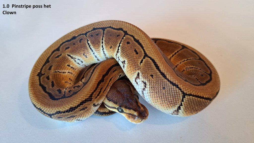 Krajta královská - prodám vlastní odchov 2023 - 2025