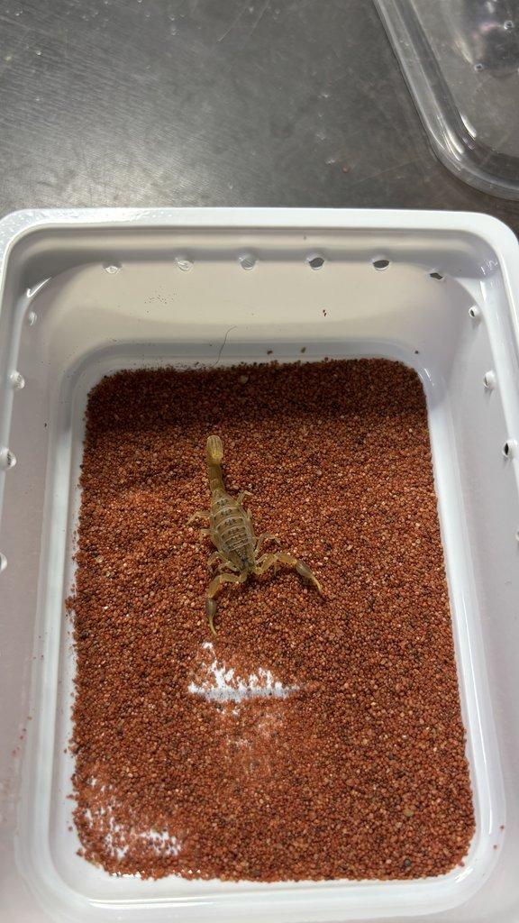 Štíři - vánoční akce do 15.12.