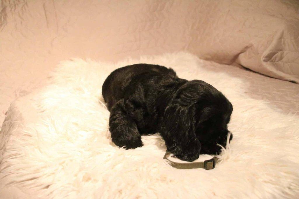 Anglický kokršpaněl s PP - 2 volní pejsci