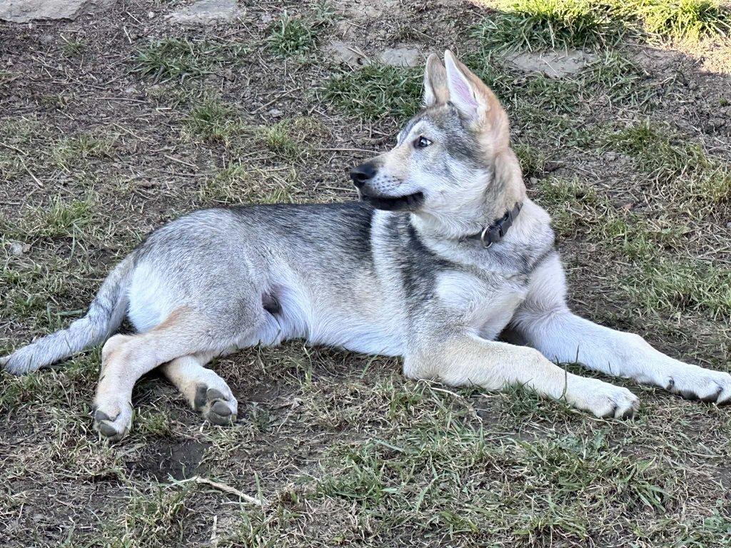 Československý vlčák s rodokmenem TOP spojení