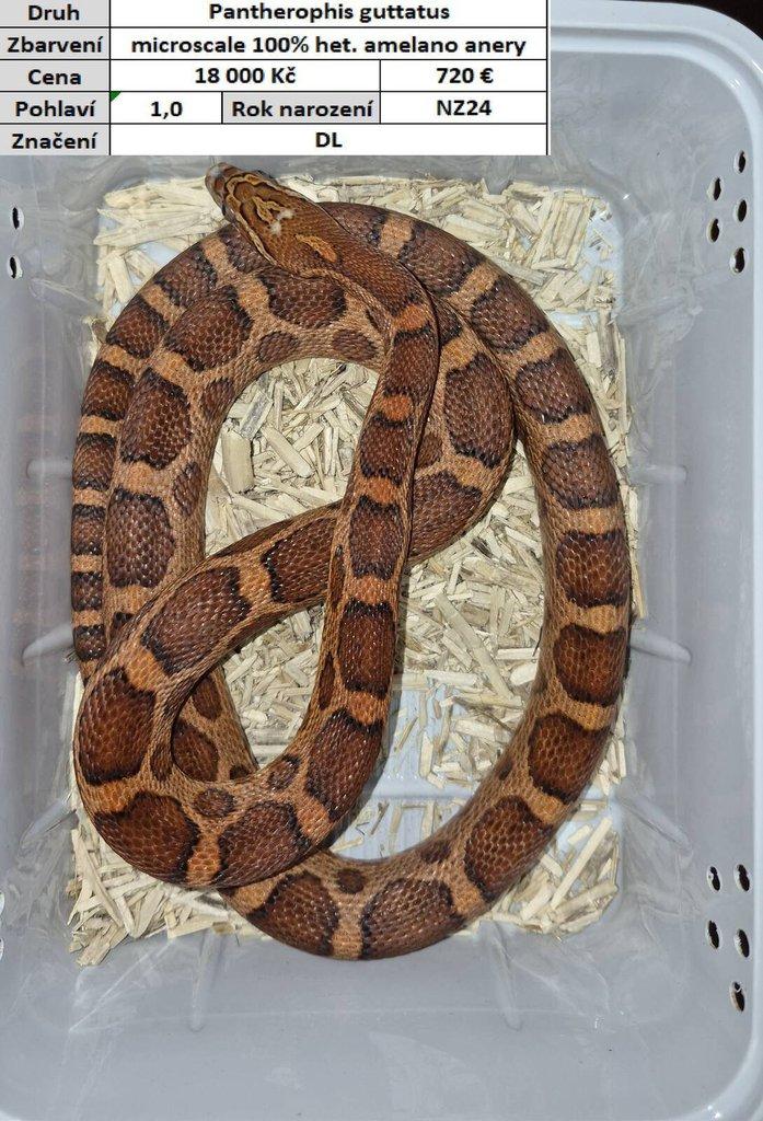 Pantherophis guttatus