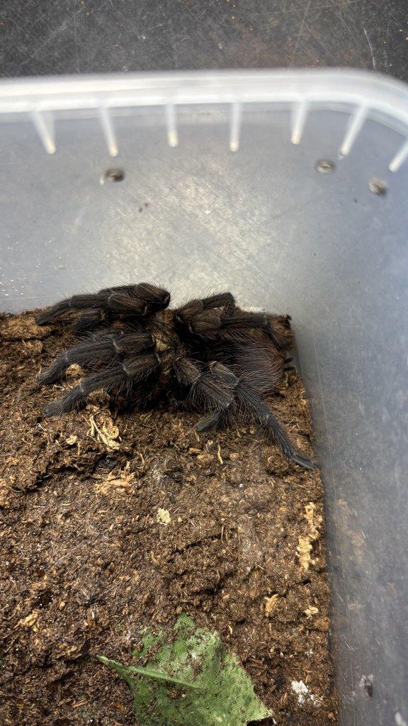 Pavouci aktuální nabídka 13.11