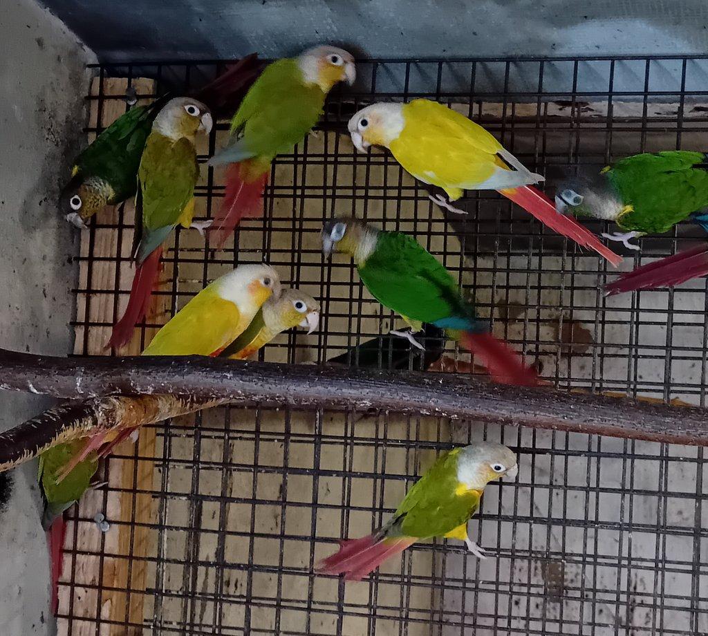 Pyrury zelenolící mutace