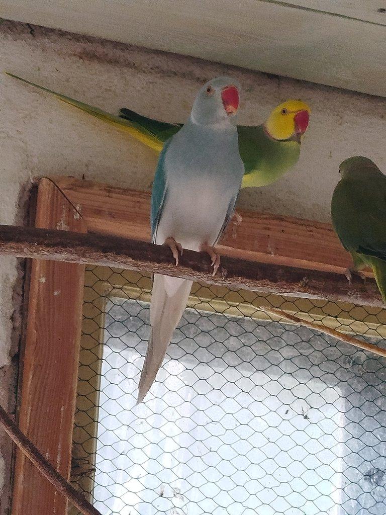 Rosela pestrá, Alexandr malý