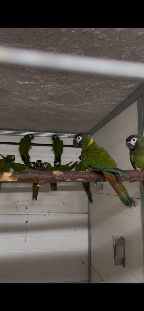 Vykoupím - Ara severa, žlutokrká, nobilis, marakána atd.