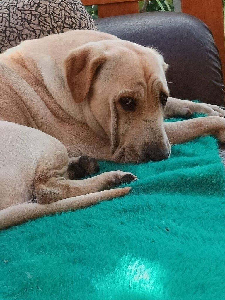 Štěňata- kříženci