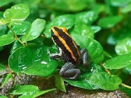 Pralesnička pruhovaná (Phyllobates vittatus)