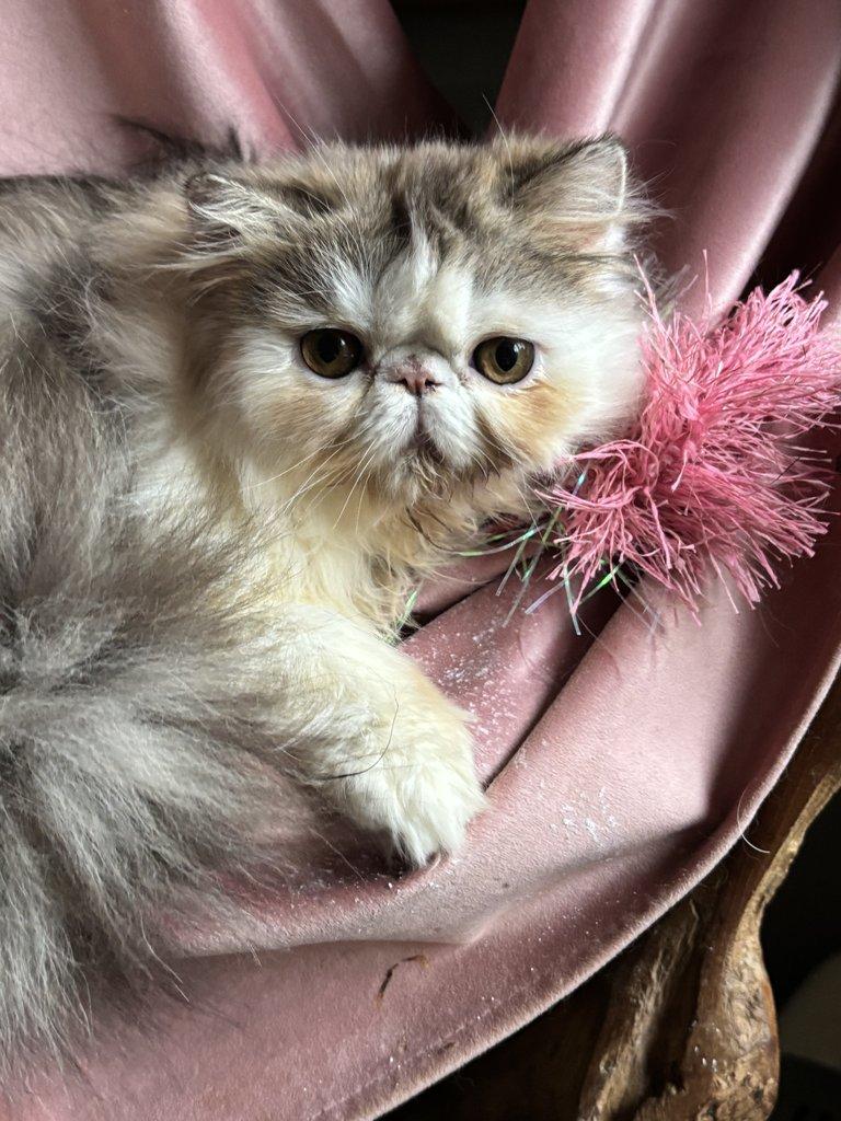 Chovatelská stanice RELLA.cz