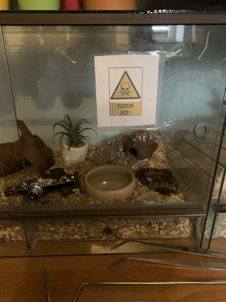 Calloselesma Rhodostoma komplet set