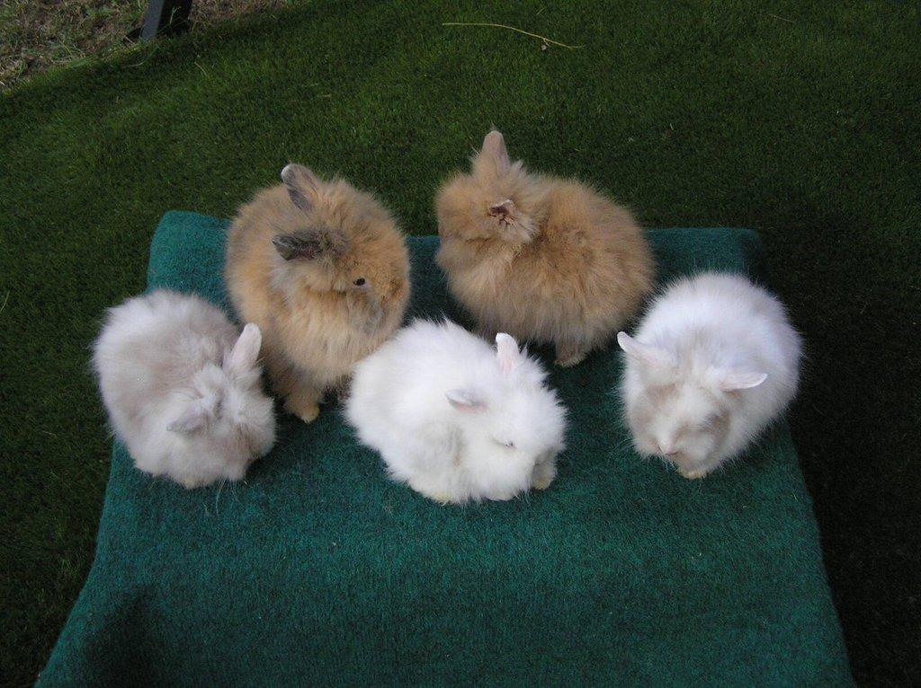 Teddy králíčci mláďata z kvalitního chovu