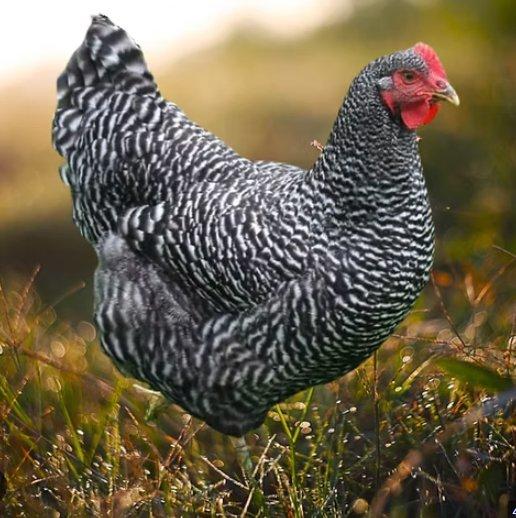 Slepice Nosnice Dominanty 22 týdnů staré, těsně před snáškou, 10 barev na výběr!