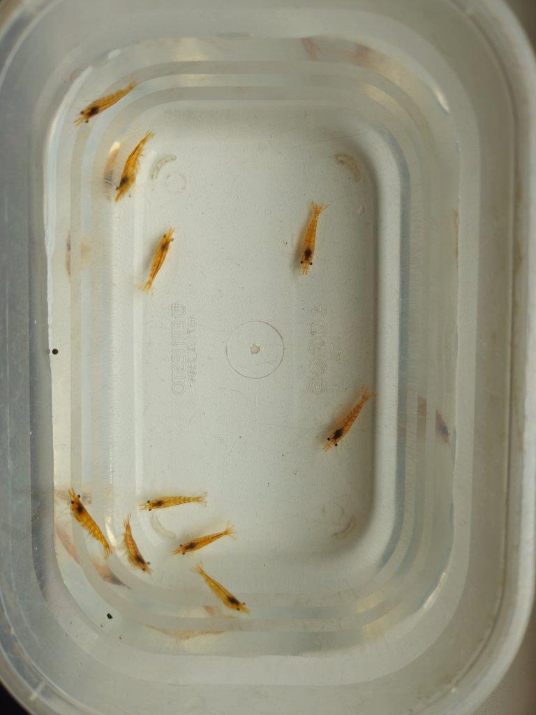 Sparťanské krevetky - červená, modrá, žlutá - čisté linie