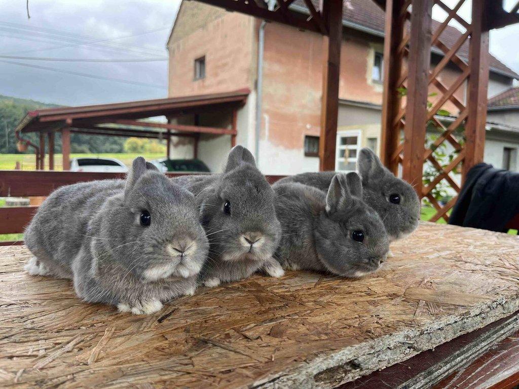 zakrslý divoce modrý