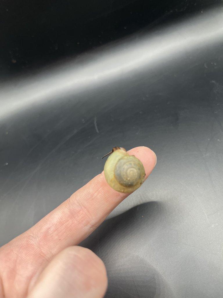 Šnek Pleurodonte Isabella Barbados