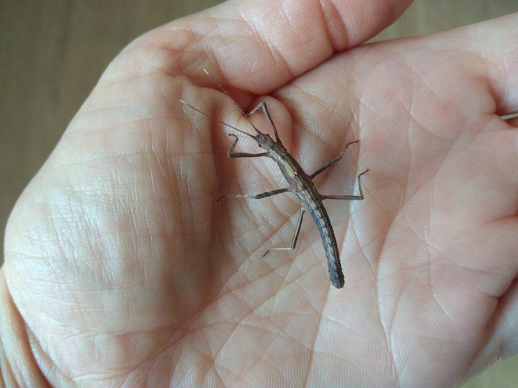 Strašilky Neohirasea Nana