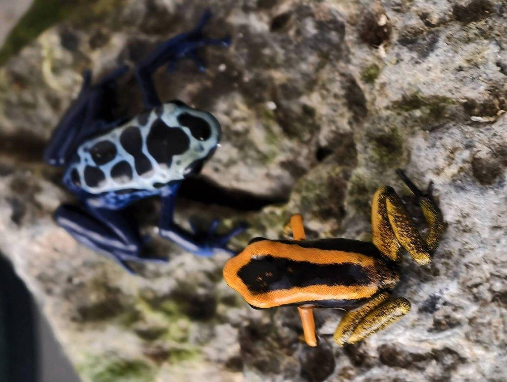 Dendrobates azureus, Phyllobates bicolor