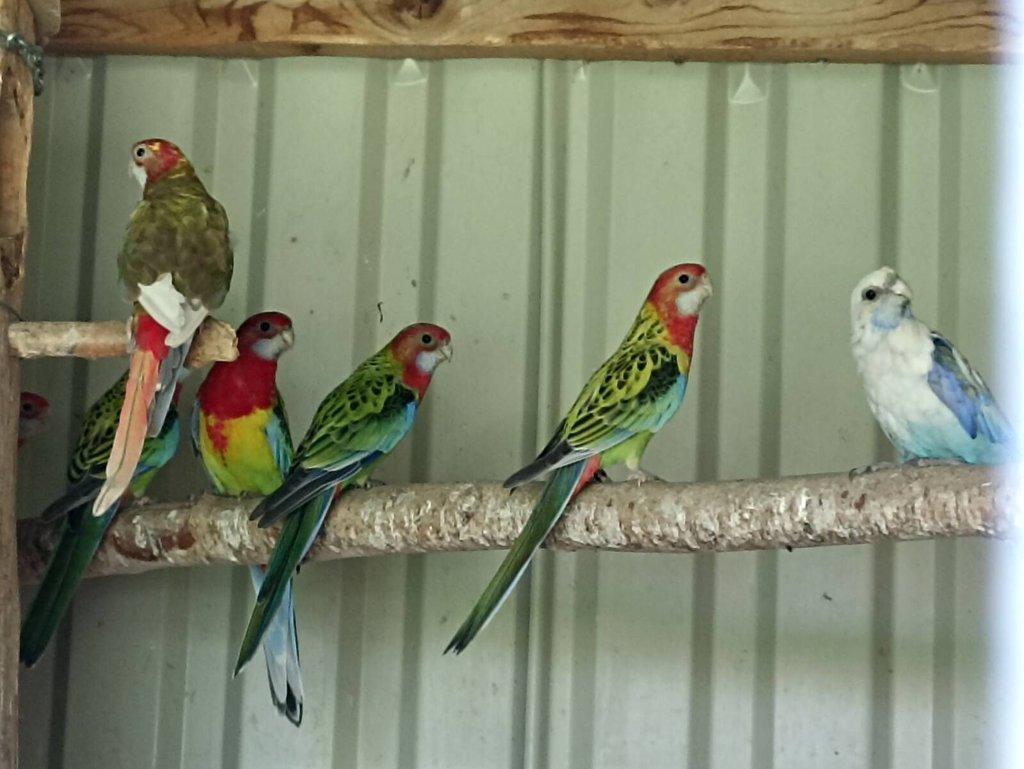 Rosely pestré -modrá, černá.