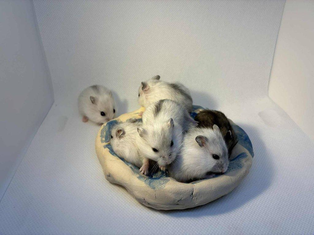 Křečík džungarský – mláďata s PP | CHS Roklinka