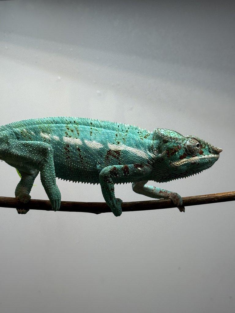 Nosy be samci 💙 Nosy be samice ❤️