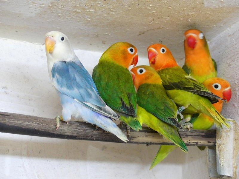 Prodám agap.fischeri