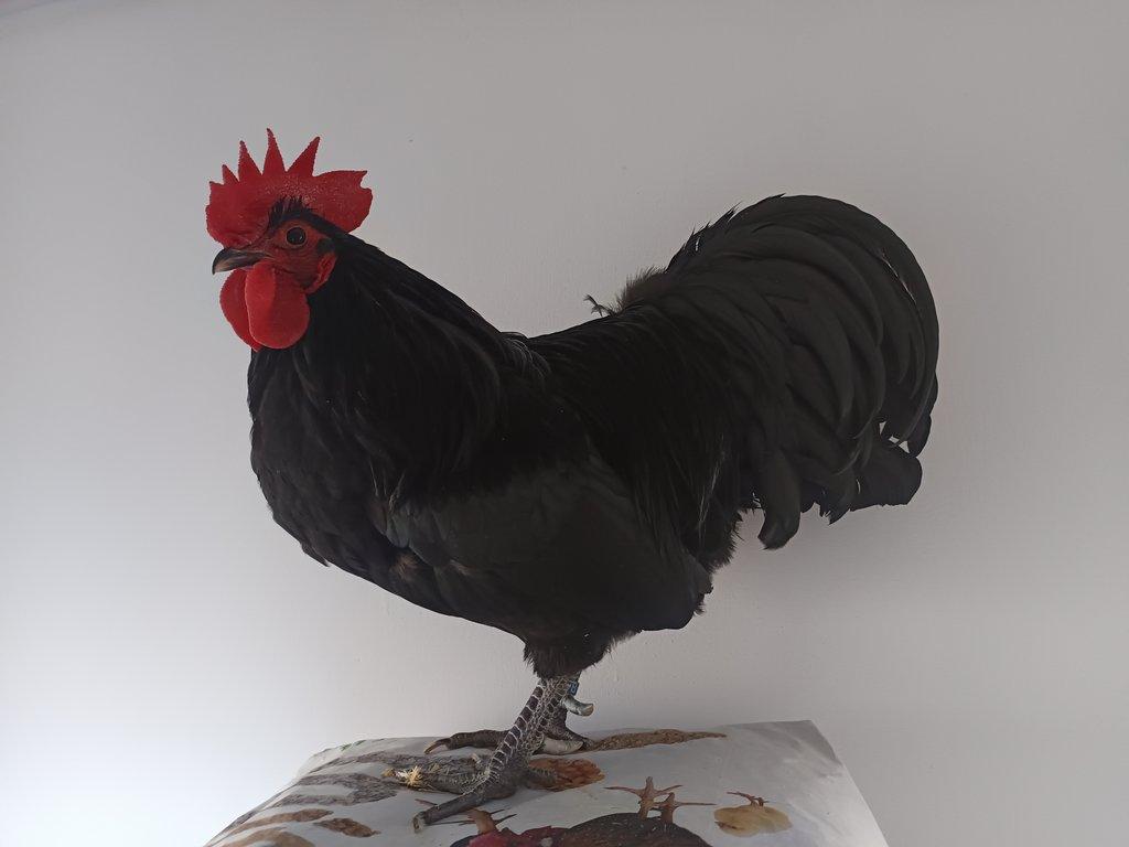 Násadová vejce zdrobnělé Australky černé a modré s lemy