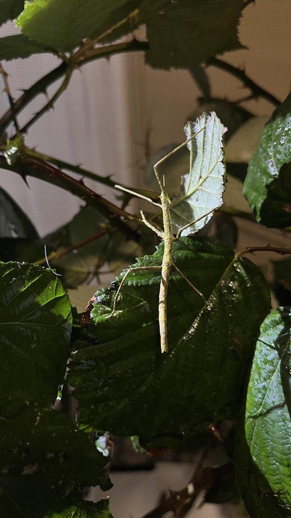 Flexárium se strašilkami