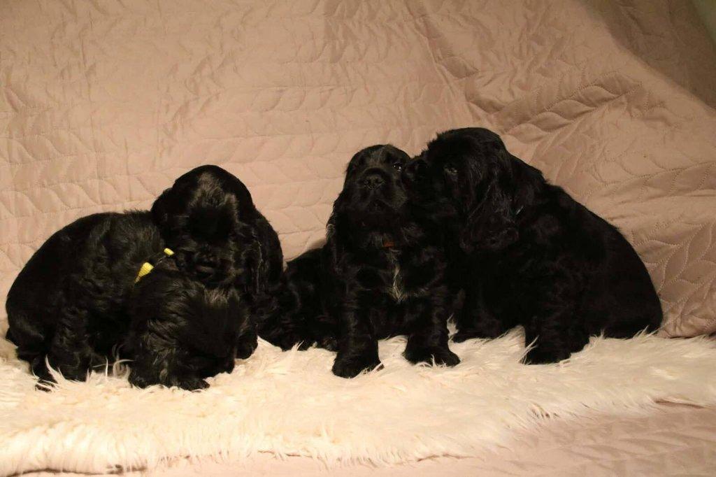 Anglický kokršpaněl s PP - 2 volní pejsci