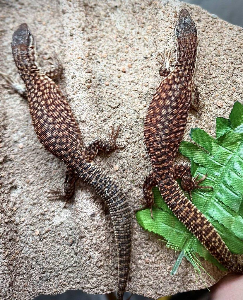 Živá exotika~F18-F20